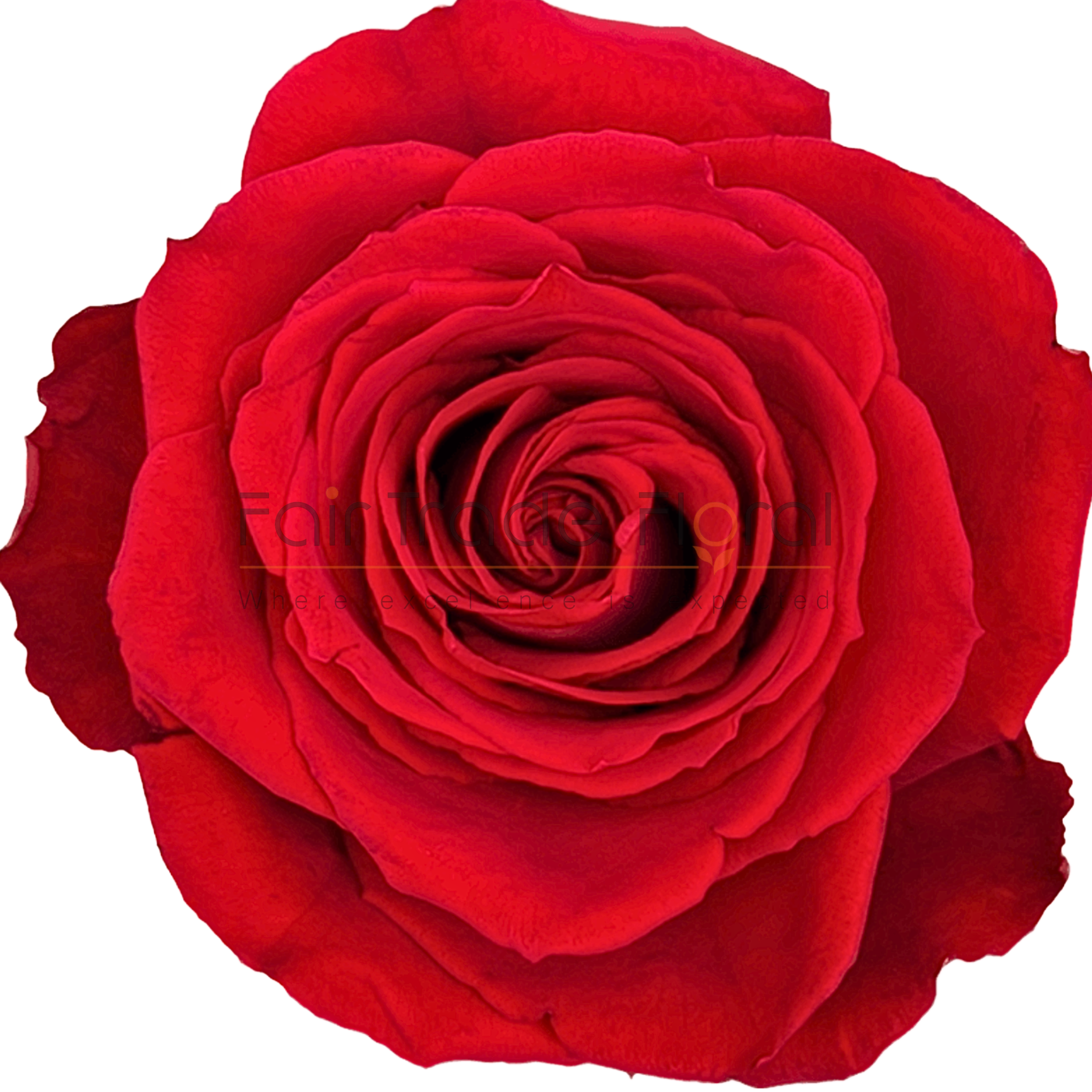 専用　Rose_flower様 Solid wood x plants roses無垢プランツ S ～ローズ～ #13198 – GINZA